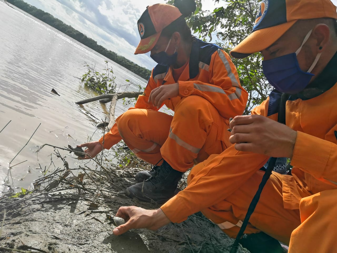 La Defensa Civil Colombiana celebra el Día Mundial del Medio Ambiente con la liberación de 700 tortugas Terecay, en La Macarena, Meta